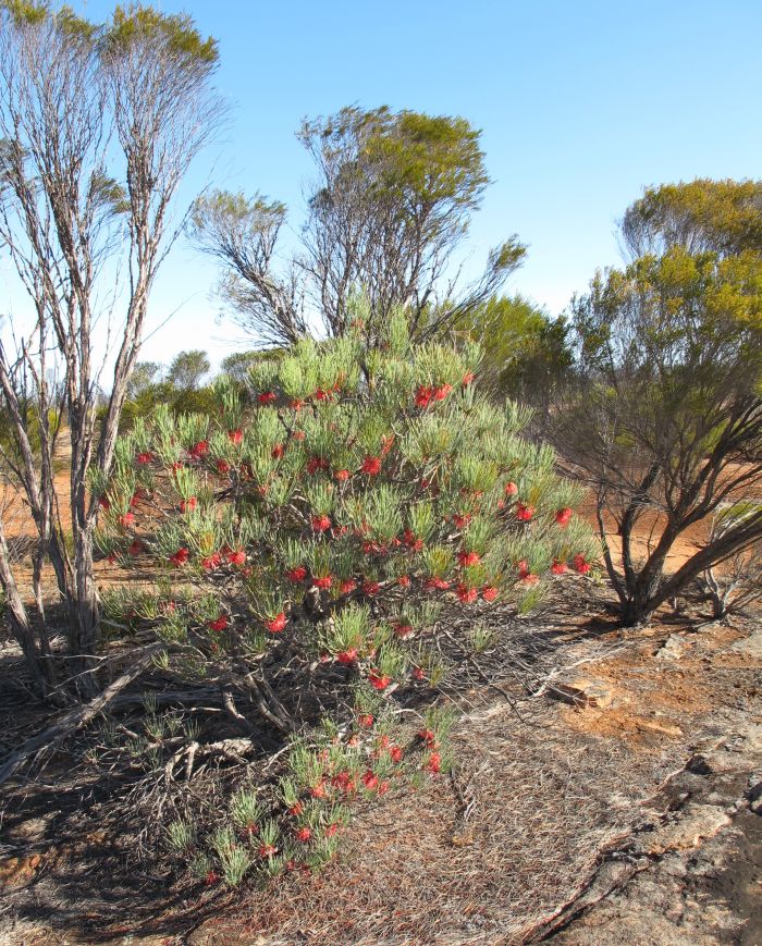 Callothamnus Tree Form Esperance Wildflowers: Calothamnus tuberosus - Myrtaceae