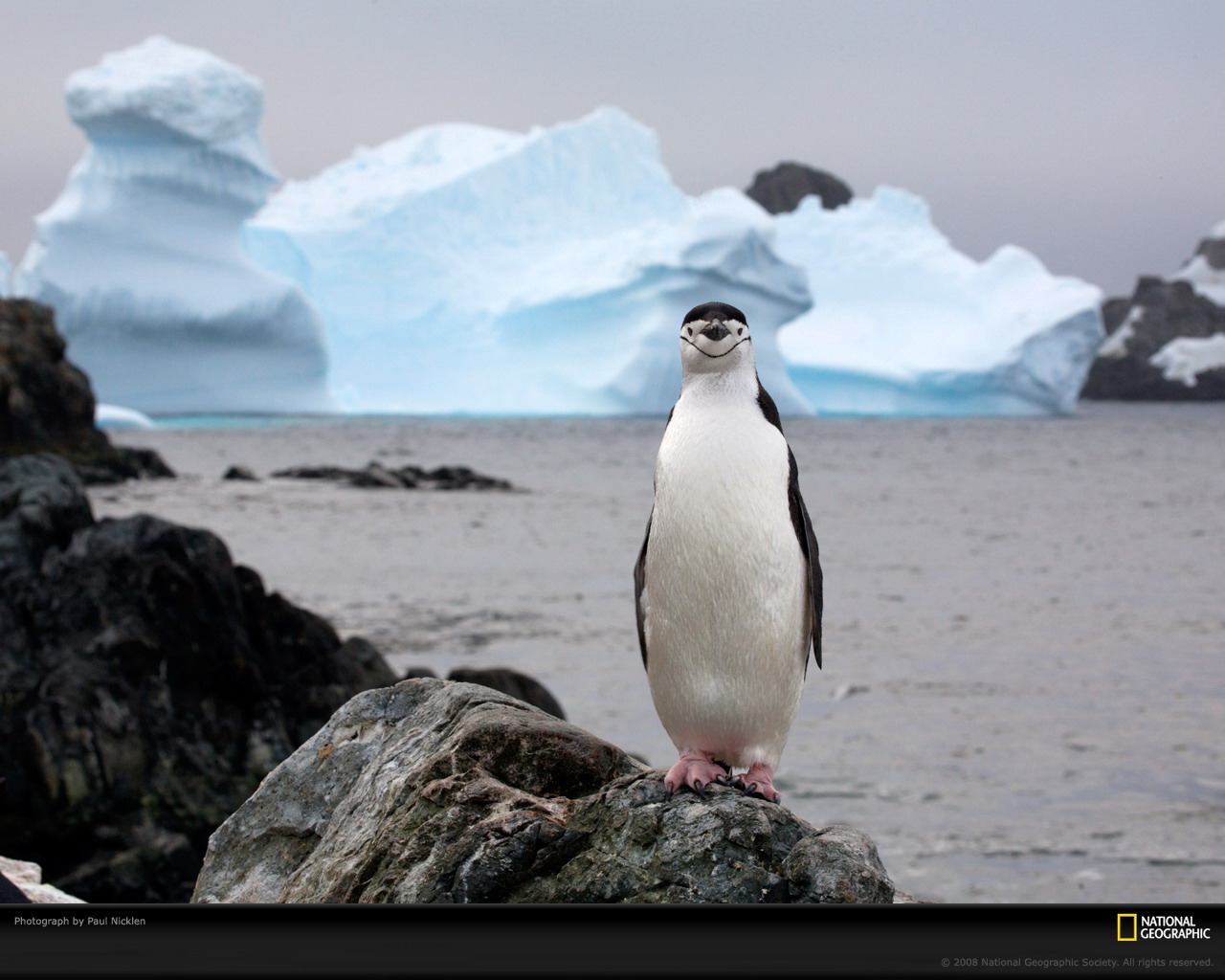 [chinstrap-penguin-nicklen-1083080-xl.jpg]