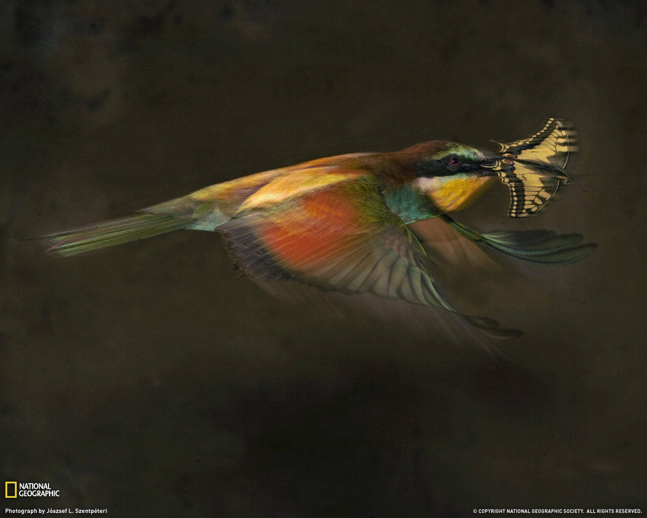 [bee-eater-flight-1188997-080509-xl.jpg]