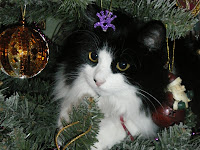 Cats And Christmas Trees Images
