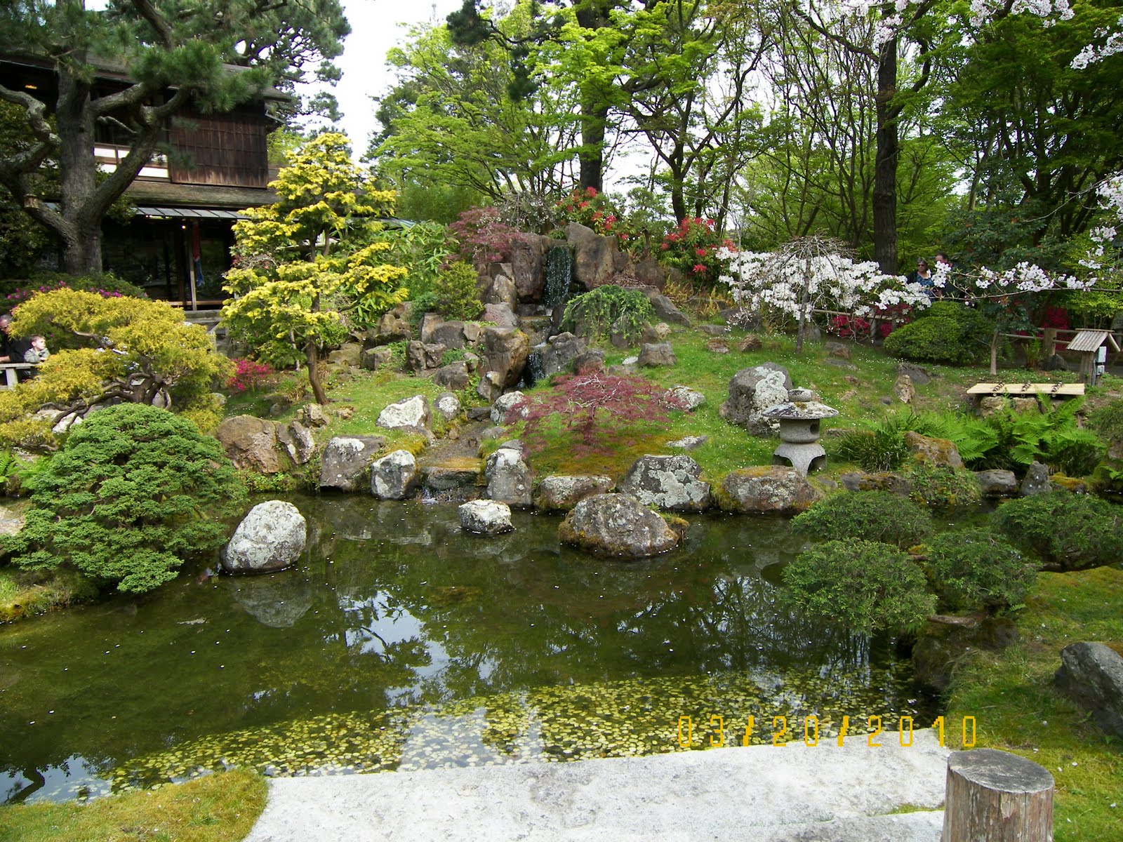 Koi Garden Koi Garden