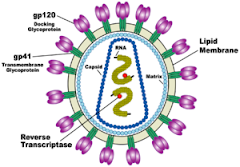 Diagram of HIV