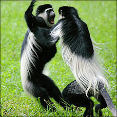 Ethioopian monkeys