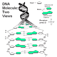 The DNA molecure : Two Views