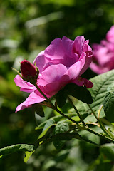 Rosa Officinalis