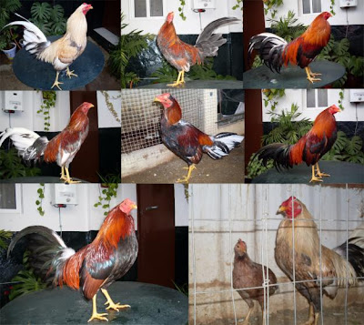 DE GALLOS Y CABALLOS