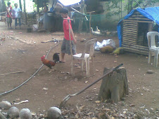 chasing a tied rooster