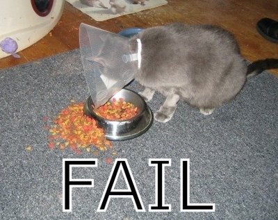[cat+eat.jpg]
