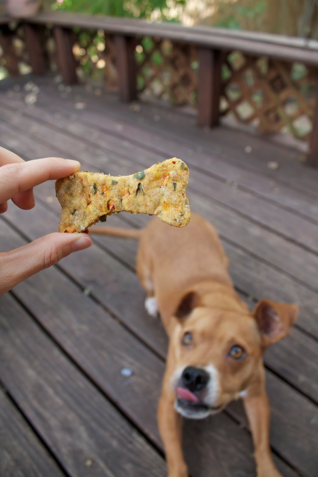 Vegan Mama OuR CrAzY VeGaN DOgS....+ Dog Treat Recipe