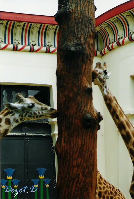 Les girafes au zoo d'Anvers