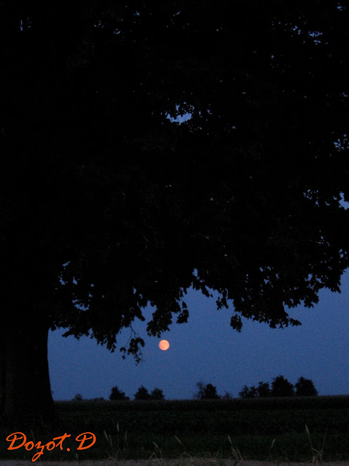 L'arbre Patrote a la pleine lune Houtain Saint Simeon.