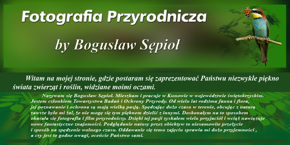 Fotografia Przyrodnicza by Bogusław Sępioł