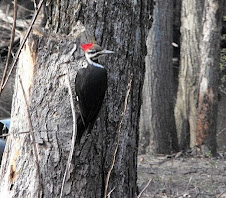 Pileated Woodpecker Female