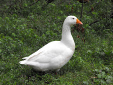 White Embden Goose
