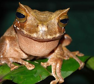 Nature @ its BEST!!!: Fascinating Frogs