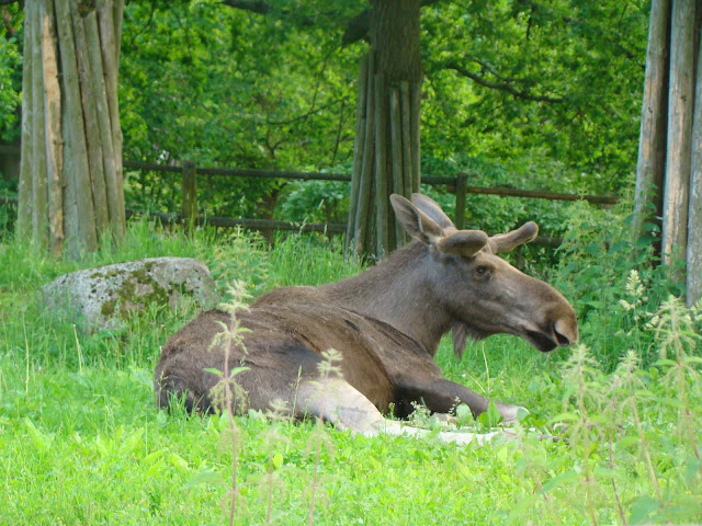 Alce Skansen