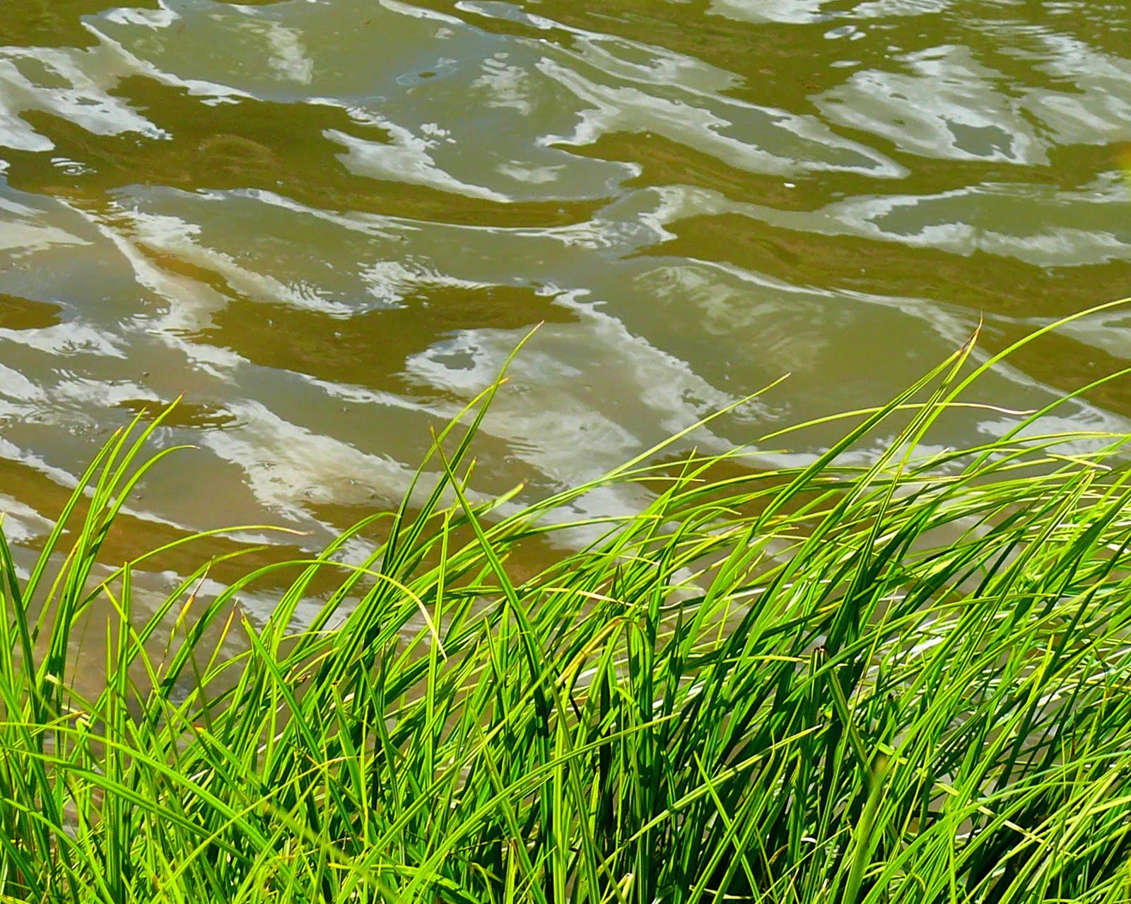 Cat On My Head: Reeds By The Rio Grande