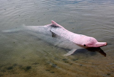 el delfin rosado en peligro de extinción