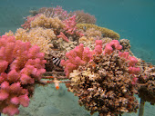 A coral reef garden.