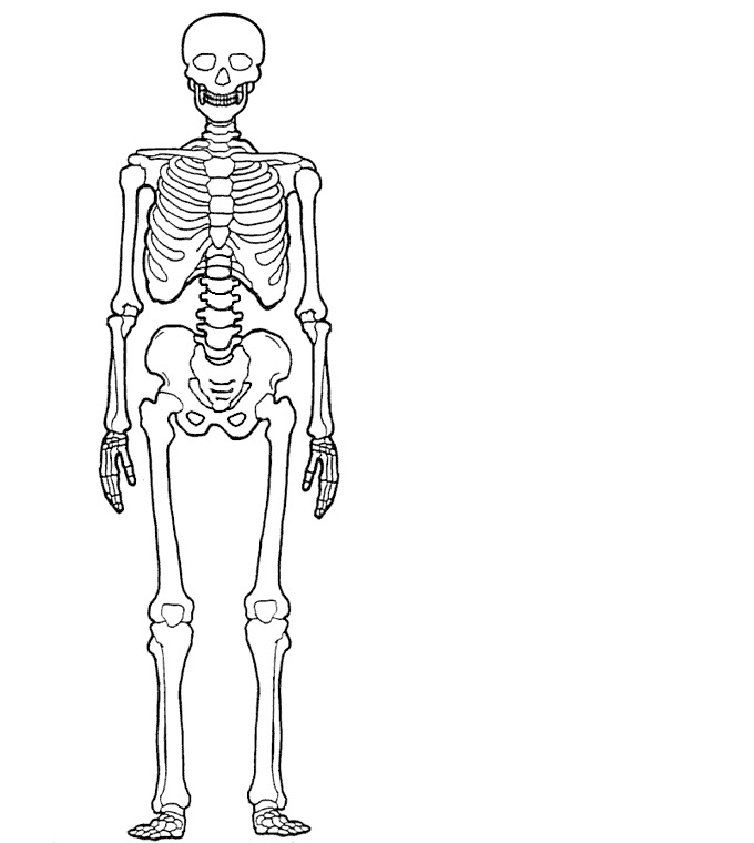 Задания по скелету. Скелет рисунок биология. Скелет человека анатомия биология. Скелет схема. Скелет человека схема.