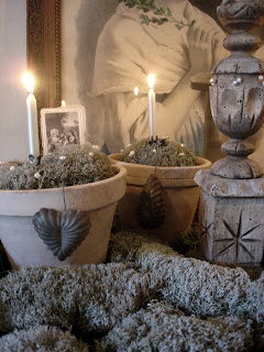 Pots with lichen