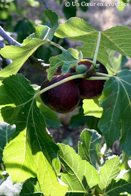 Figues blanches