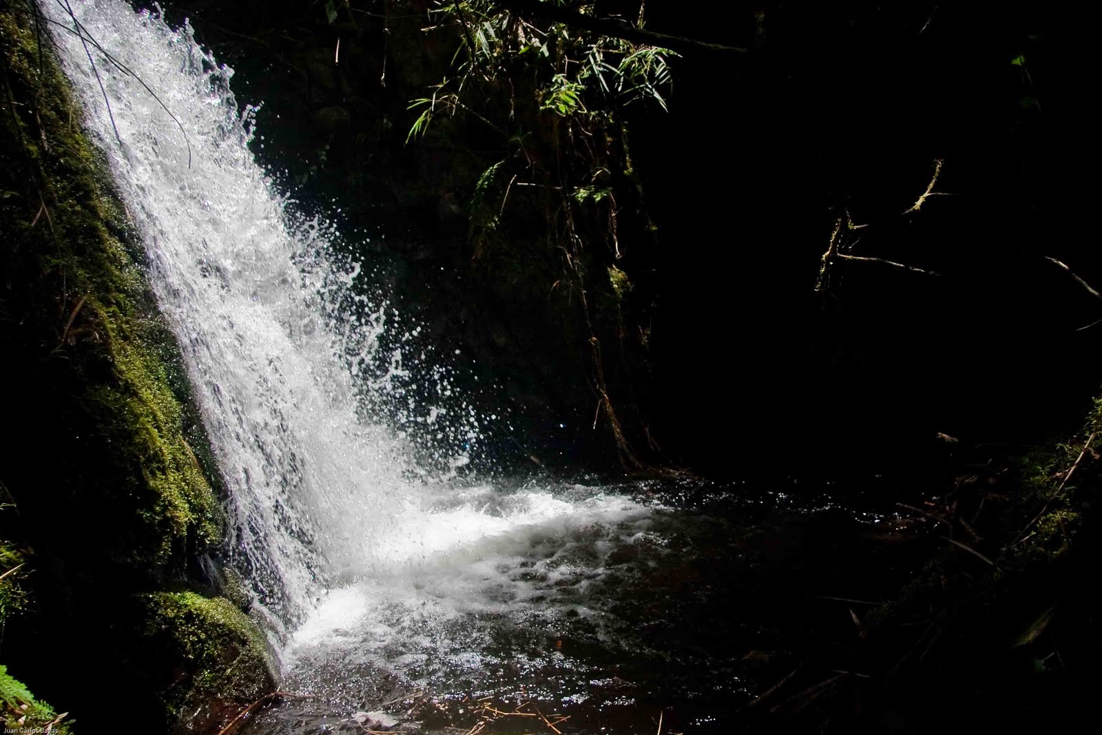 PADRE HUASI: Unos de los ultimos Bosques nativos de los andes