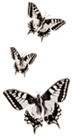 y42.gif