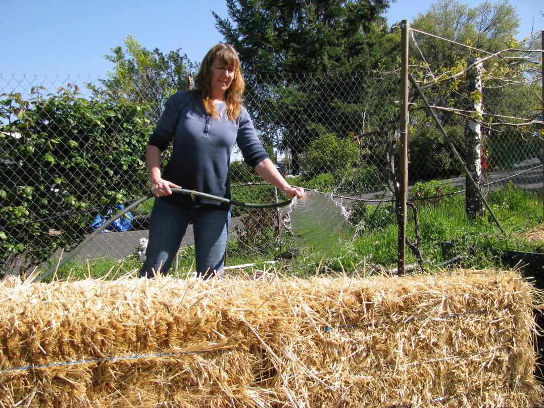 STRAW BALE GARDEN Day 4Adding the fertilizer!