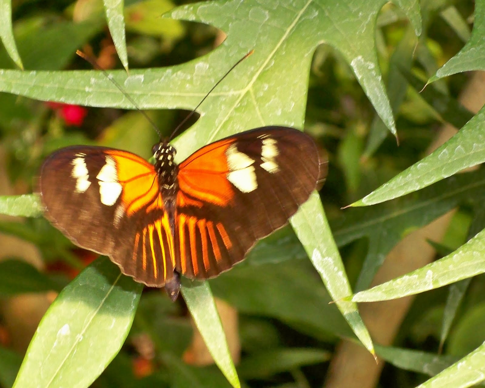 Jen and John San Antonio Zoo butterflies