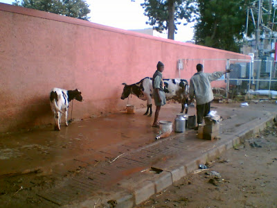 Pure Gomutra ( Cow's Urine ) is available near Commercial Street - Bangalore.