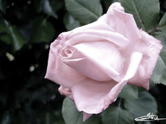 Rosa de Seda