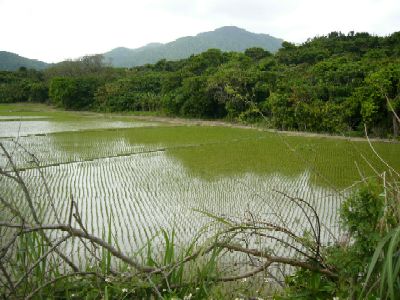 田植え終了