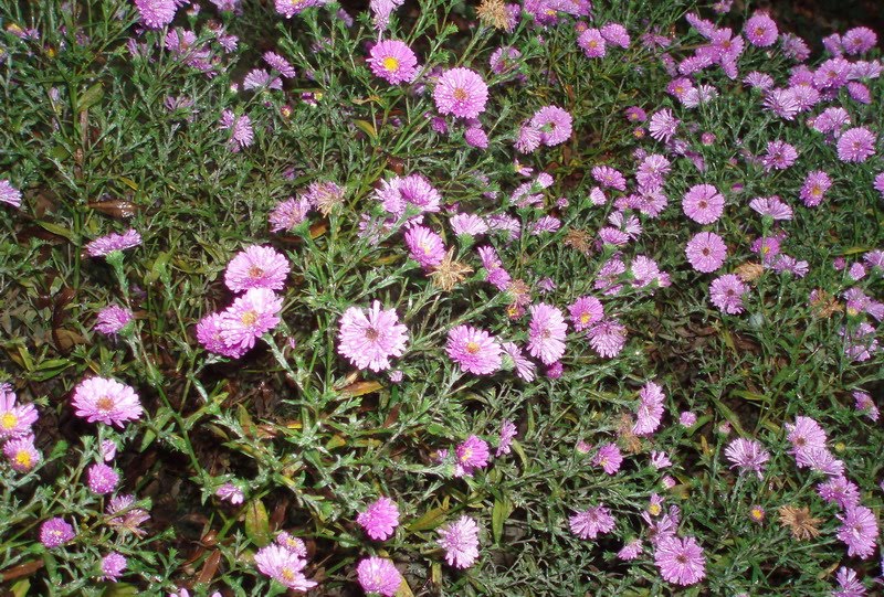 Blogul Simonei: Flori toamna. Poze