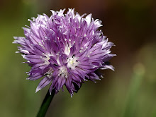 Chive Flower