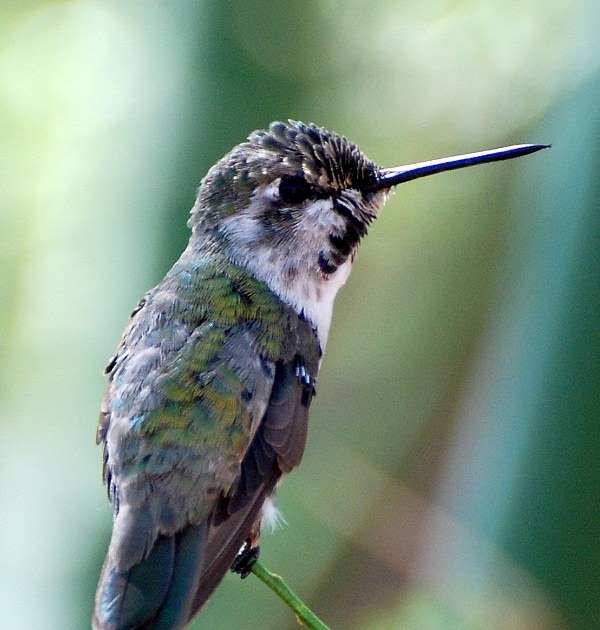 Sycamore Canyon: My World: Hummingbird Season