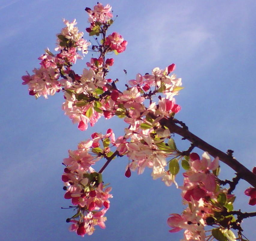 Eye Candy for the Famished Crabapple and Cherry Tree Blossoms