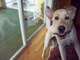 Casey Jones (CJ), the Crazy Yellow Lab