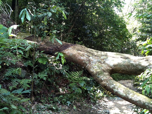 One Foot Forward. Repeat.: A Walk in the Jungle