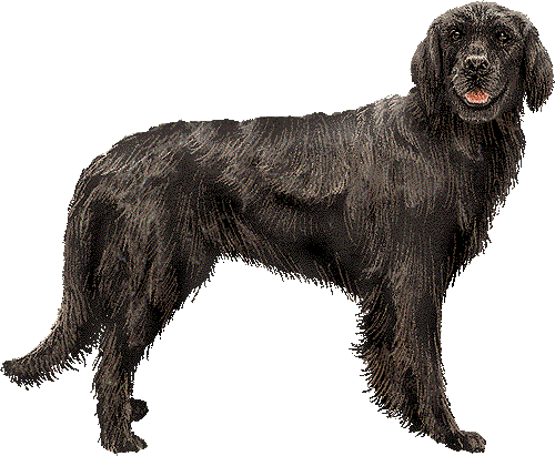 Flat Coated Retriever Desktop Backgrounds - Dog Wallpapers