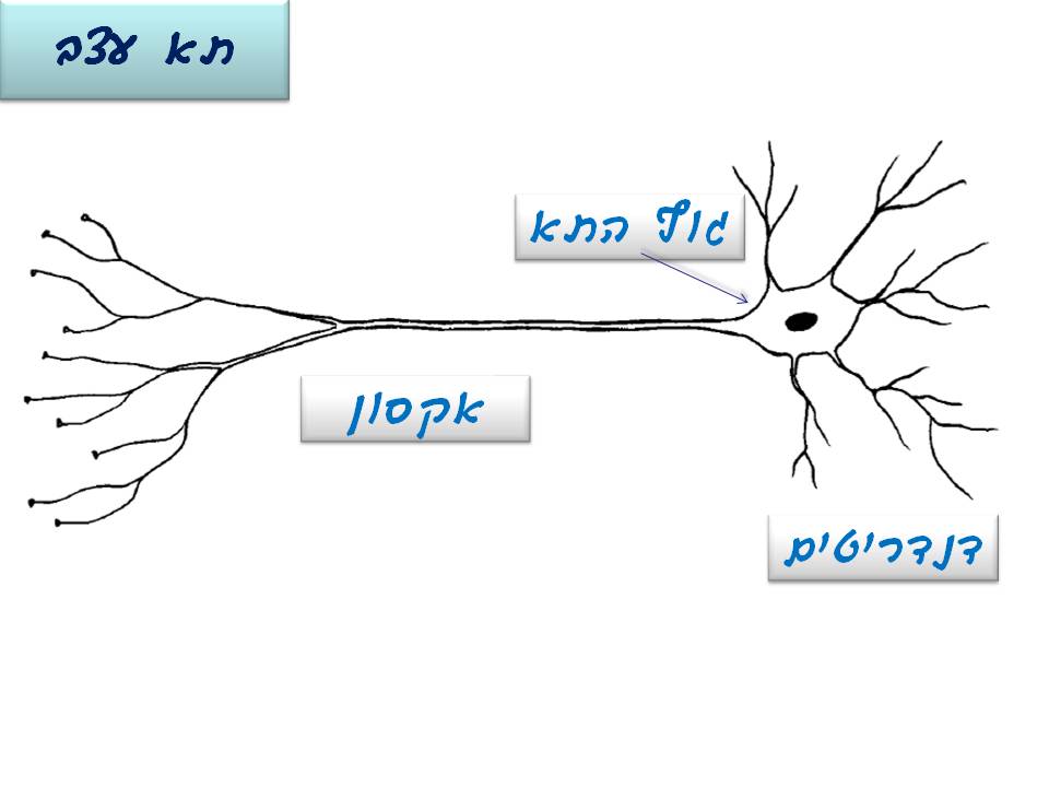 מרחיבים ביולוגיה בעין כרם (י