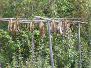 Salmon on drying rack