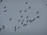 Sandhill cranes in the Yukon sky