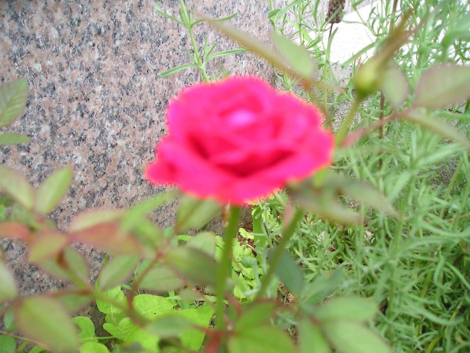 [rose+003.jpg]