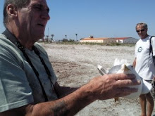 Ray with dying gull