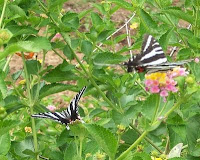 2 zebra swallowtails