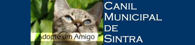 Canil Municipal de Sintra/Gatos