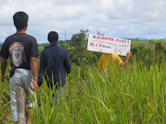 Rubber for reforestation in Pinsam 2007