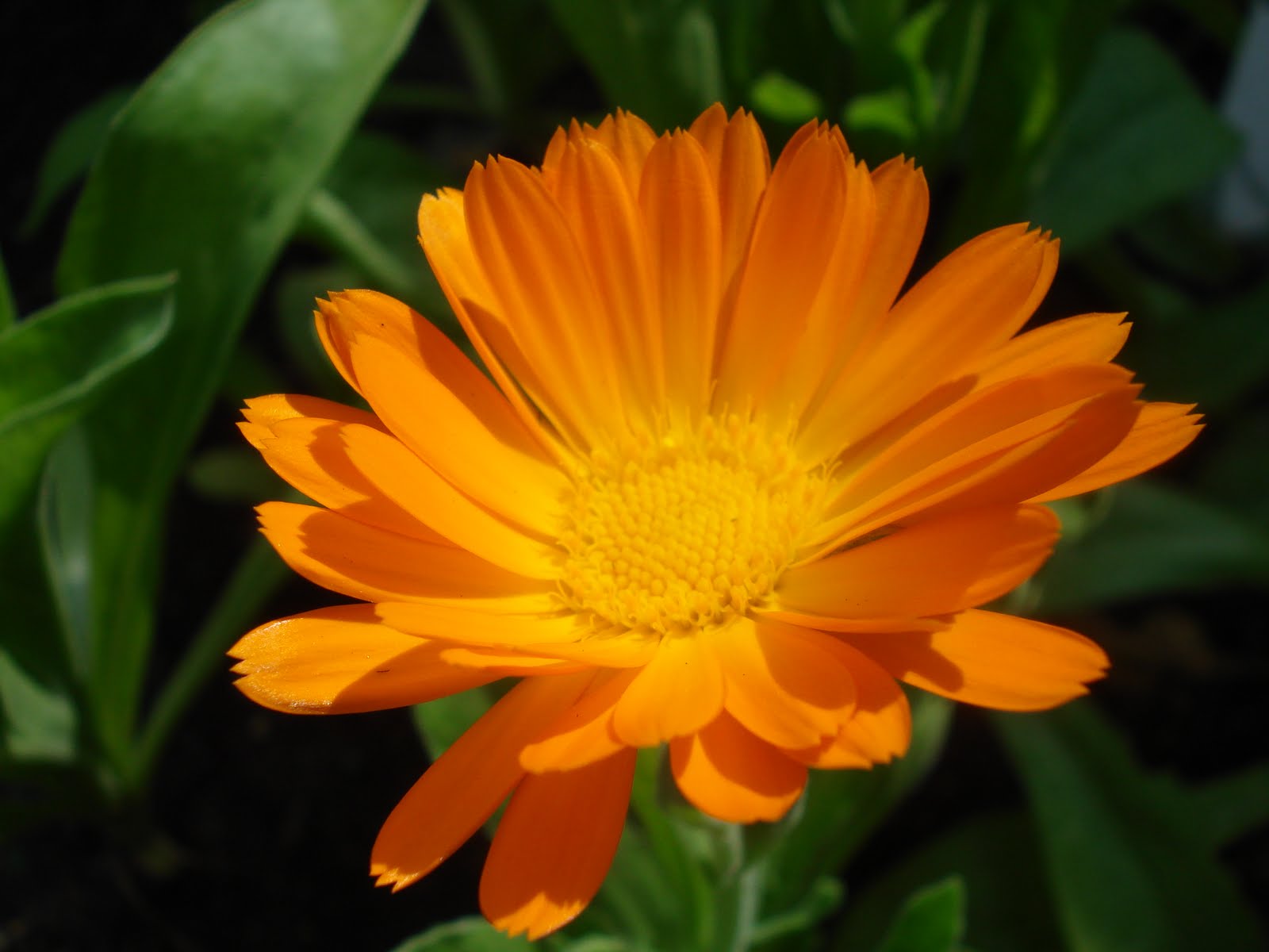 the world of gaea. Calendula