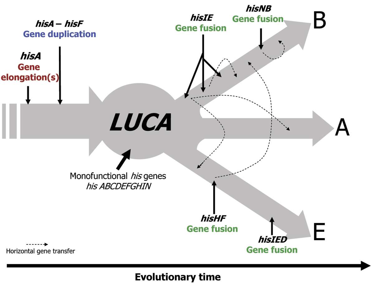 Luca last universal common ancestor. Luca last universal common. Luca строение. Luca предок. Last universal common ancestor последний.